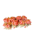 Де лайт з гребінцем та кальмаром